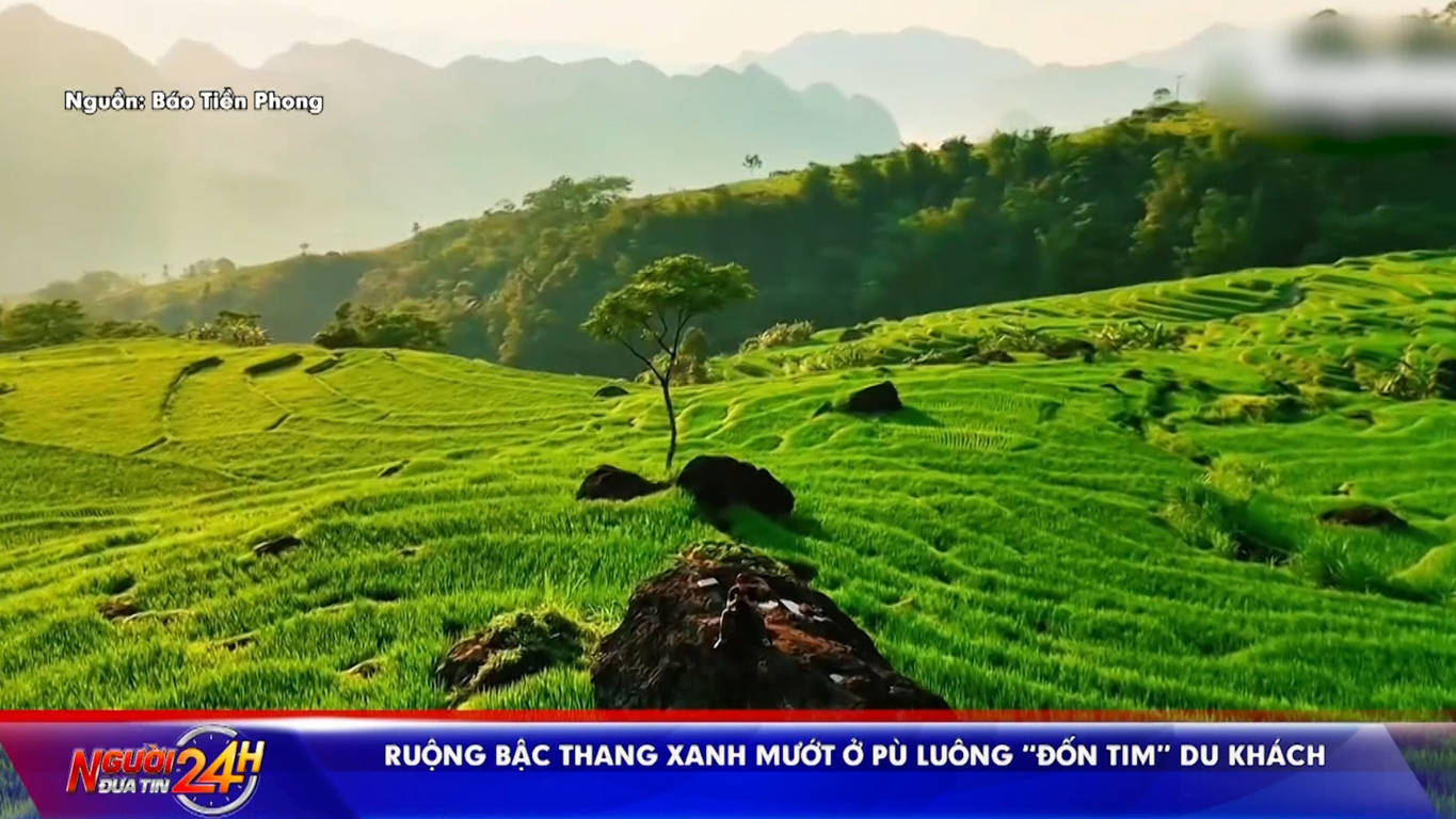 Ruộng bậc thang xanh mướt ở Pù Luông “đốn tim” du khách