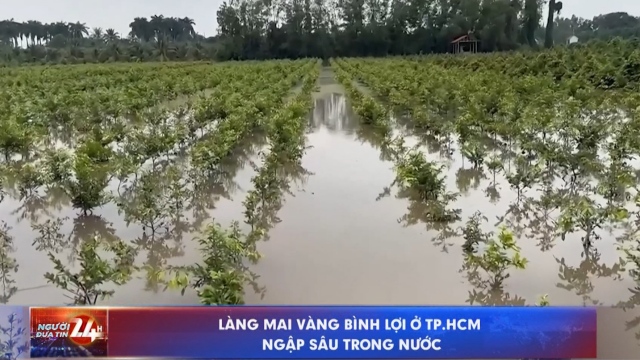 Làng mai vàng Bình Lợi ở TP.HCM ngập sâu trong nước