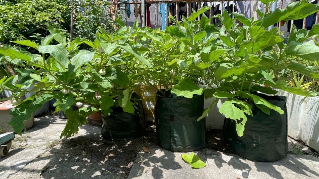 Khởi nghiệp xanh từ men vi sinh bản địa: Khi rác thải trở thành cơ hội kinh tế