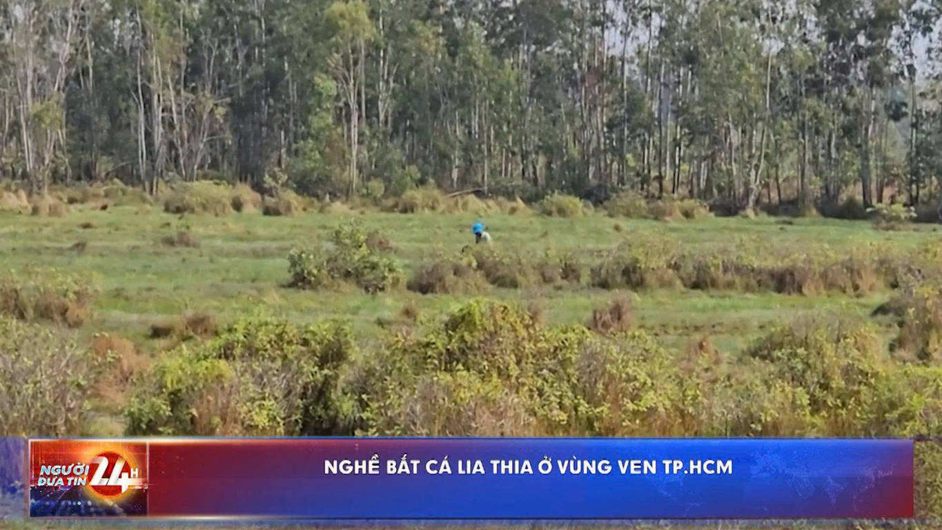 Nghề bắt cá lia thia ở vùng ven TP.HCM