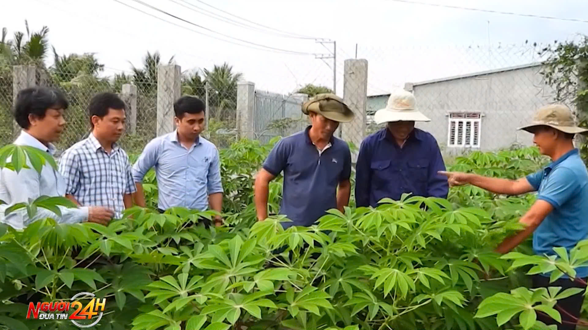 Đưa ngành hàng khoai mì phát triển bền vững